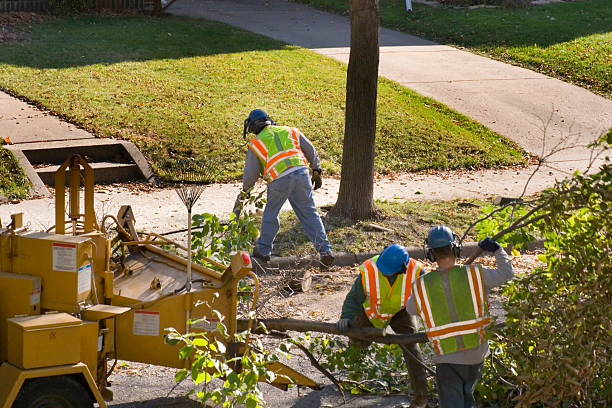 Best Tree Removal Near Me  in New Castle, DE